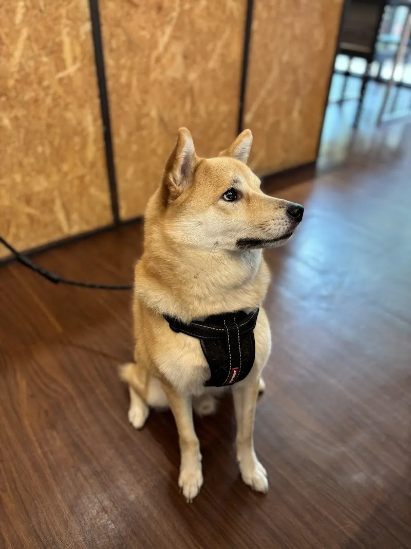 Deli Puppy 寵物友善餐廳