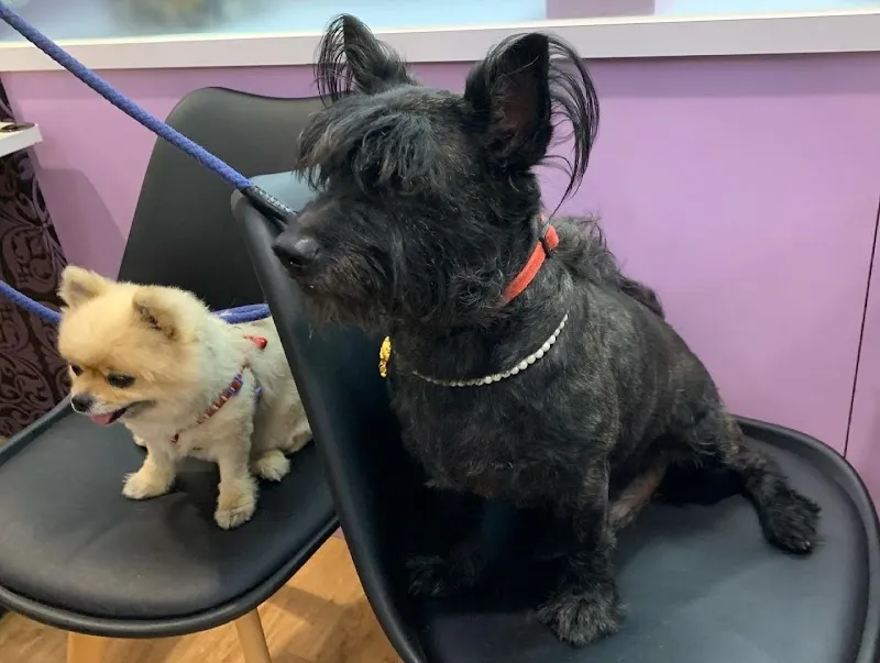 紫蘿蘭寵物餐廳