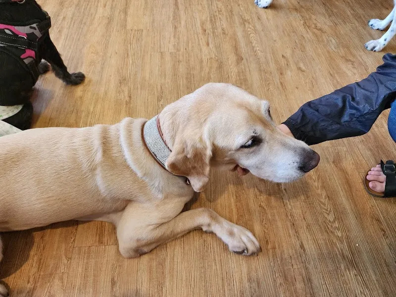 紫蘿蘭寵物餐廳