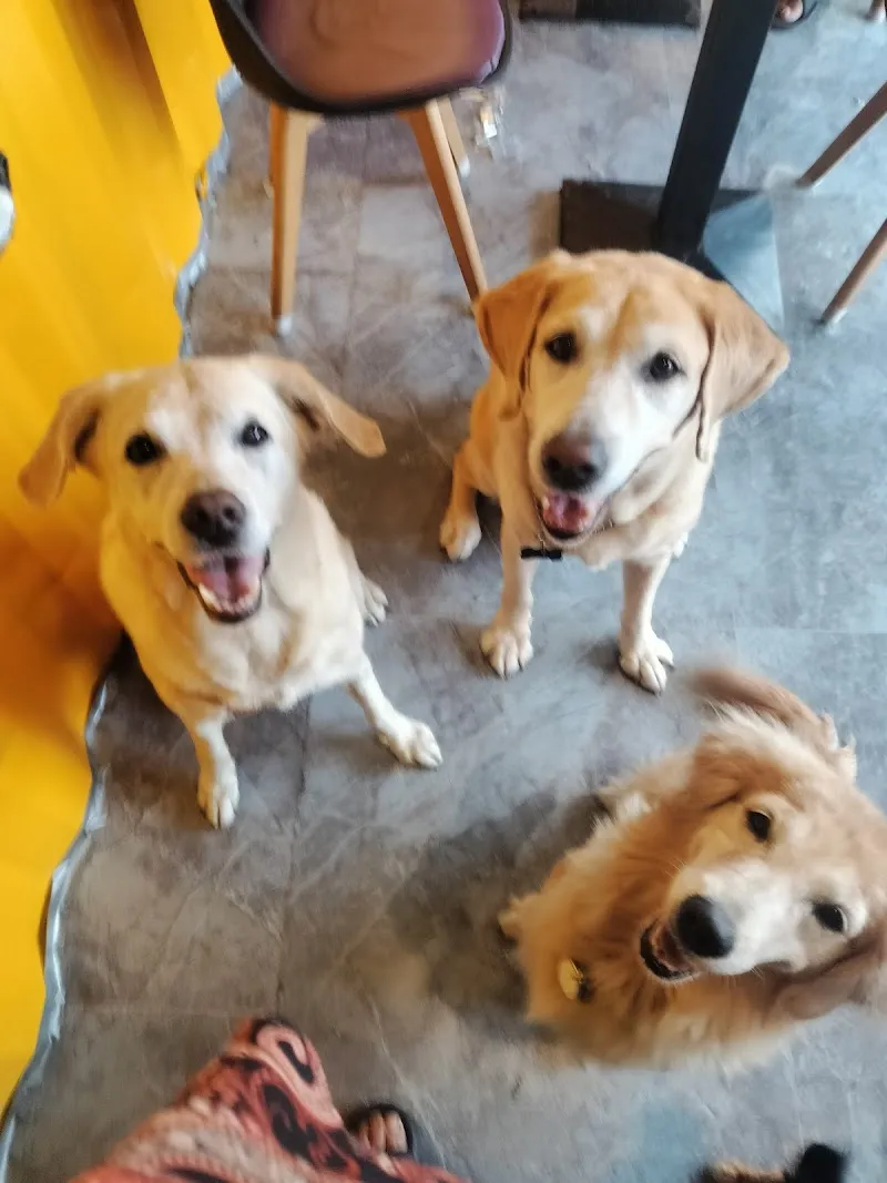 紫蘿蘭寵物餐廳