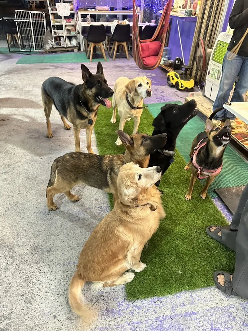 紫蘿蘭寵物餐廳