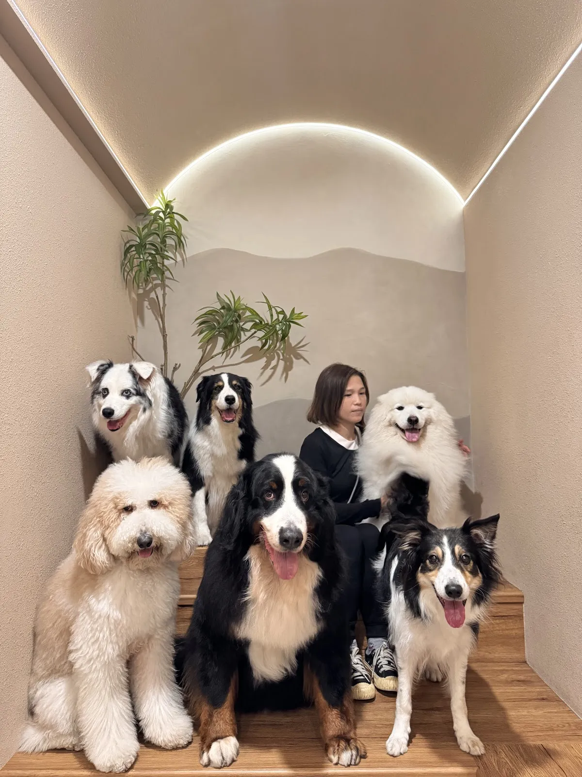 食。光機（寵物不落地）