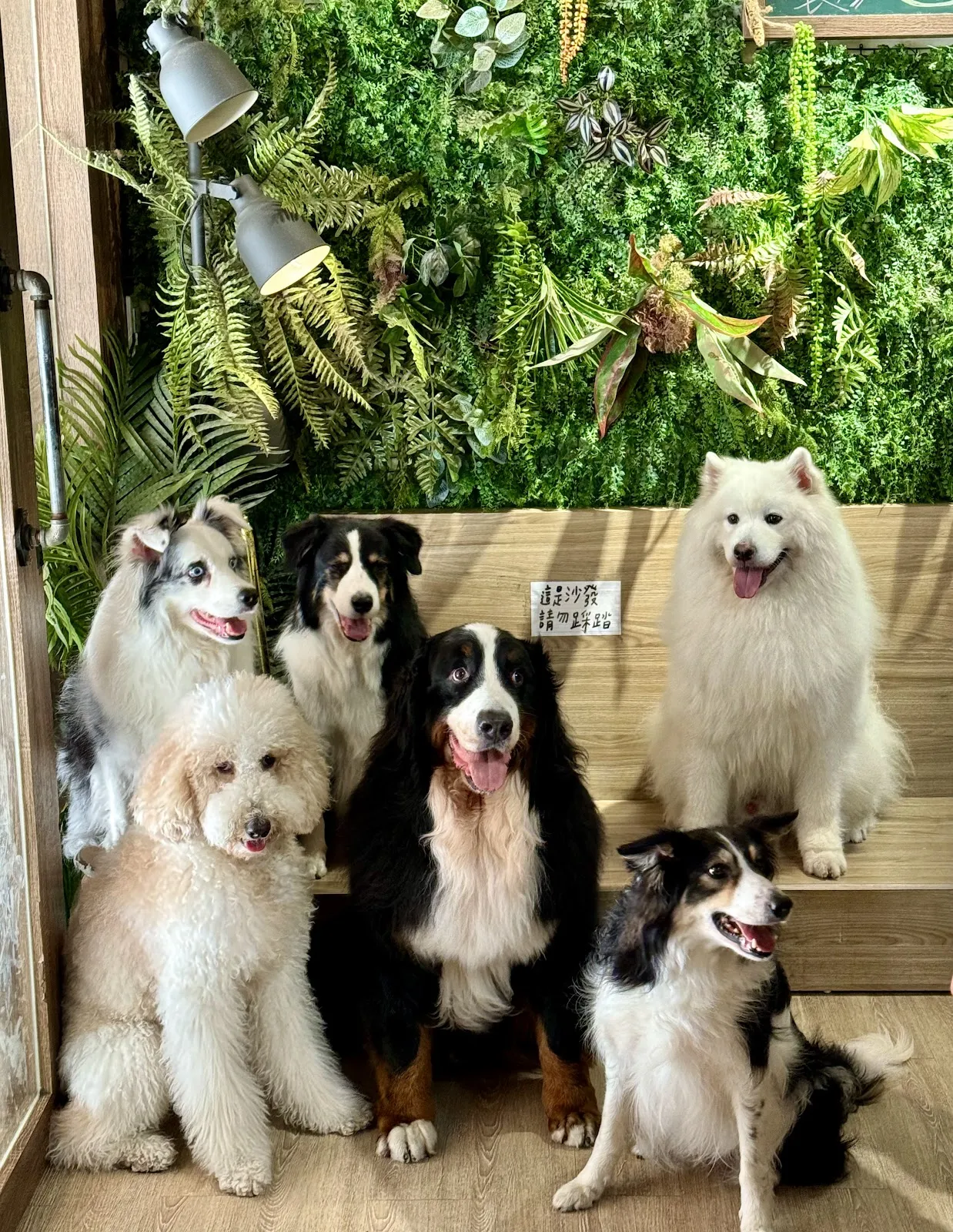 食。光機（寵物不落地）