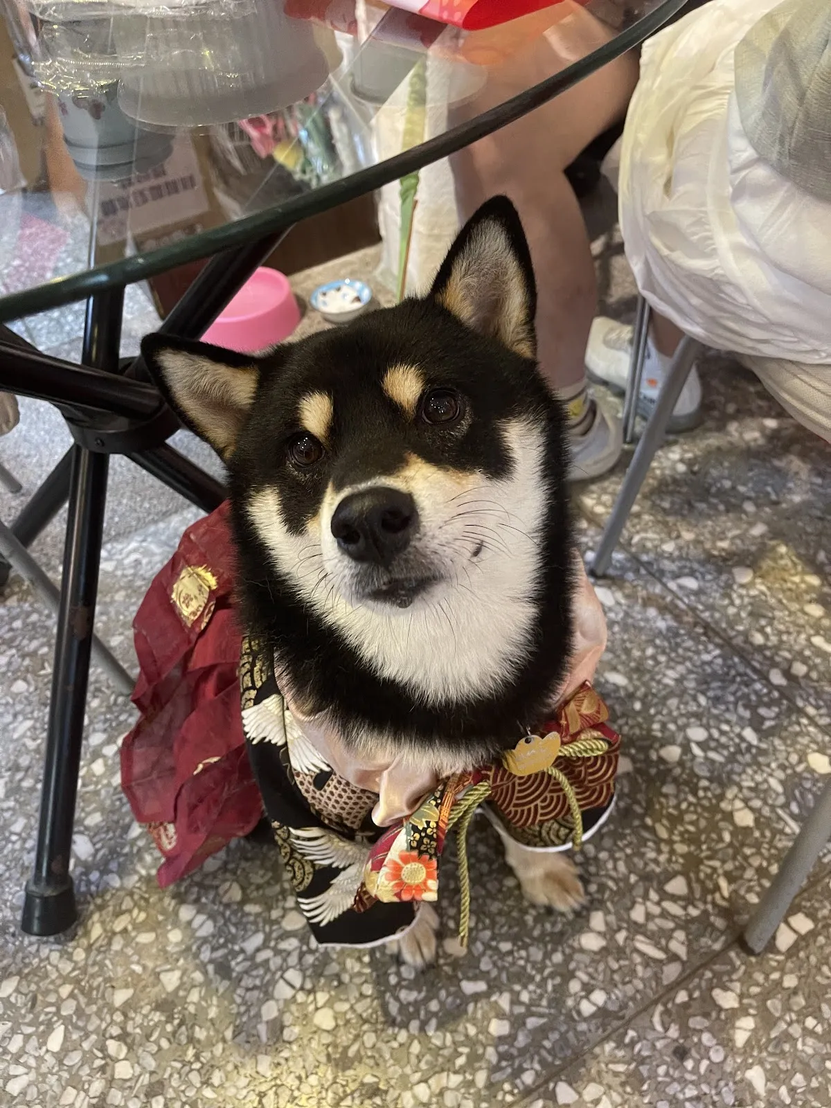 臺北市寵物友善餐廳協會