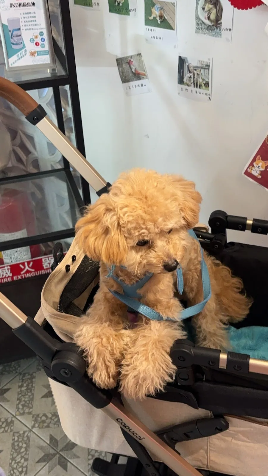 臺北市寵物友善餐廳協會