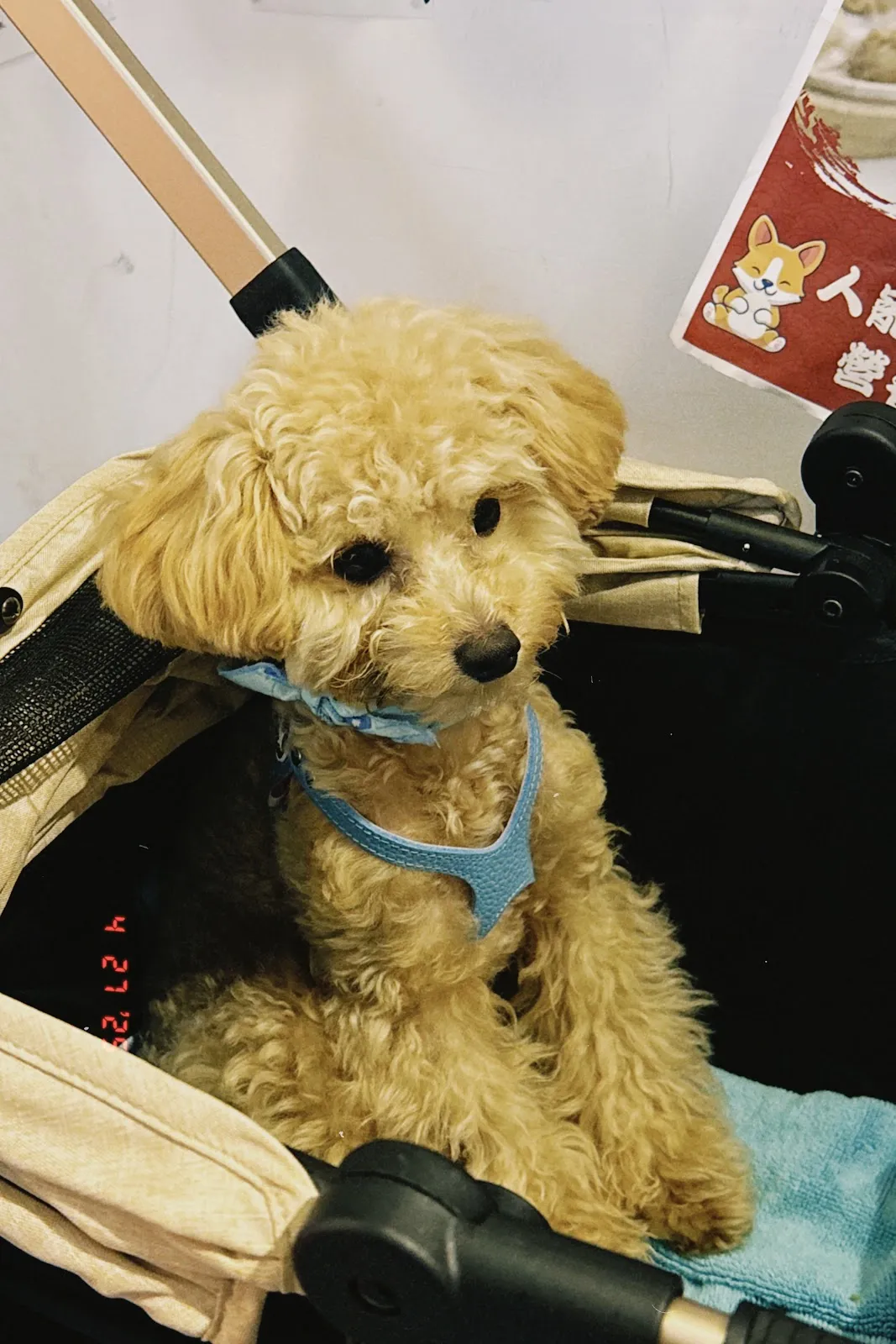 臺北市寵物友善餐廳協會