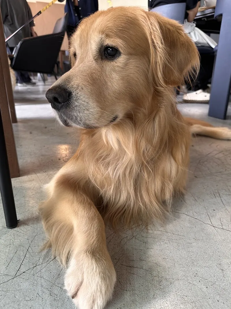 三毛咖啡 寵物友善餐廳