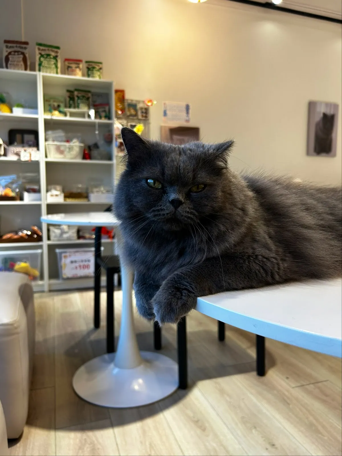 MUYI CAFE 木易咖啡｜寵物友善