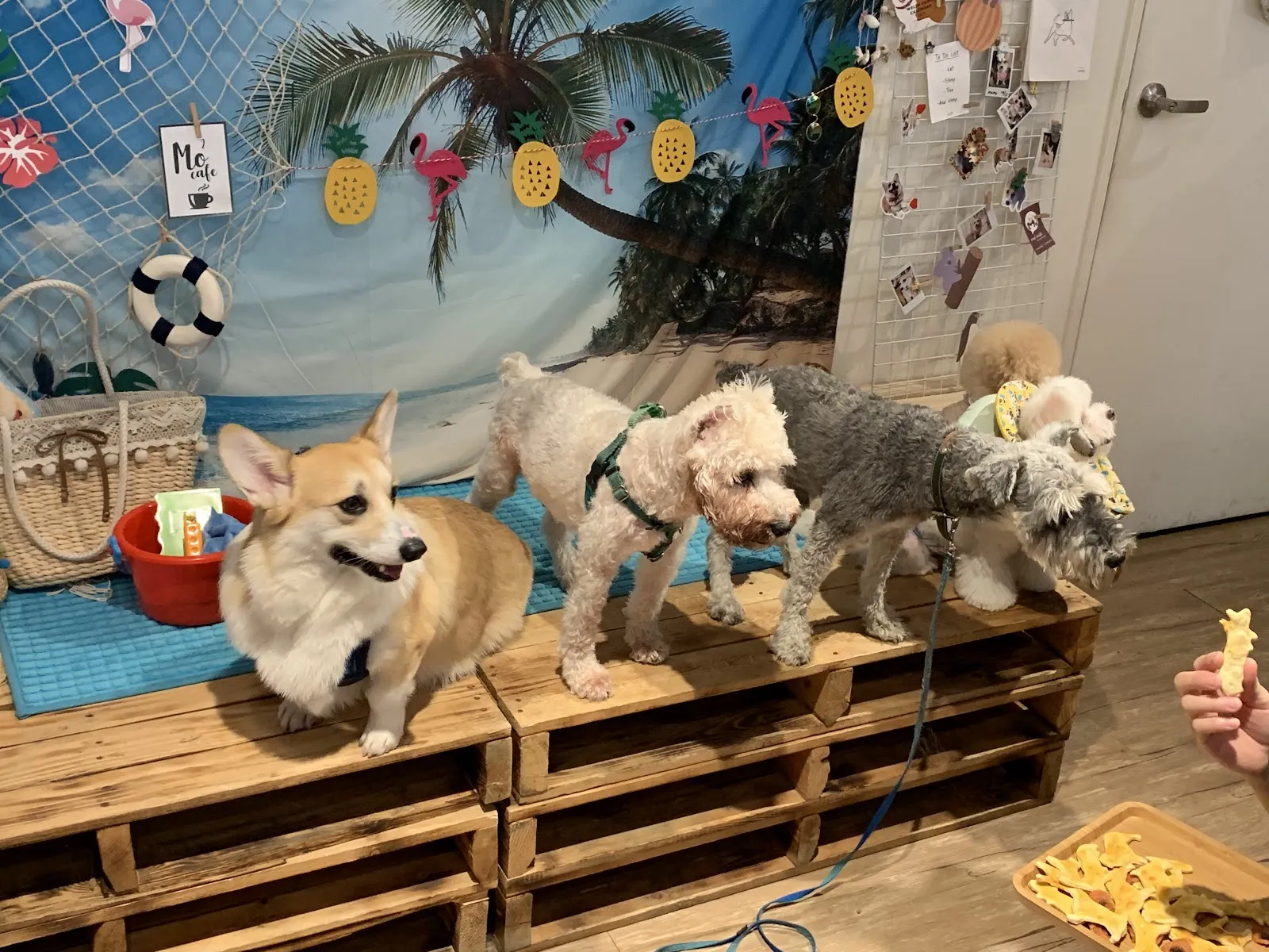 莫平方寵物咖啡廳