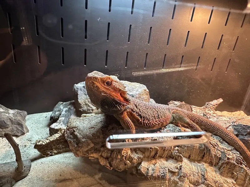 Ranger land 探險俱樂部｜瑪芬夾餅｜南洋麵食｜早午餐｜派對包場｜寵物友善