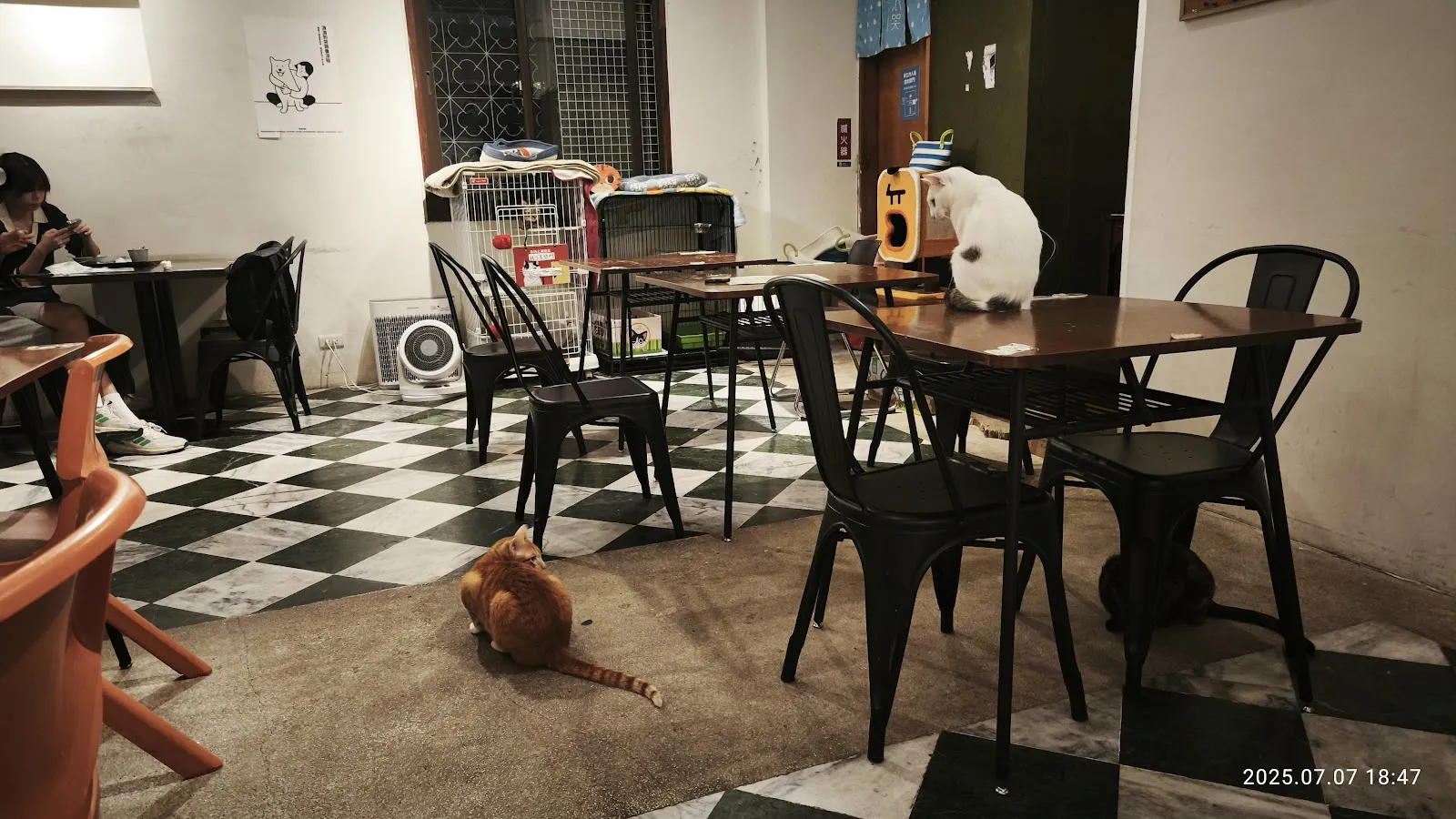 浪浪別哭（不能攜帶寵物）