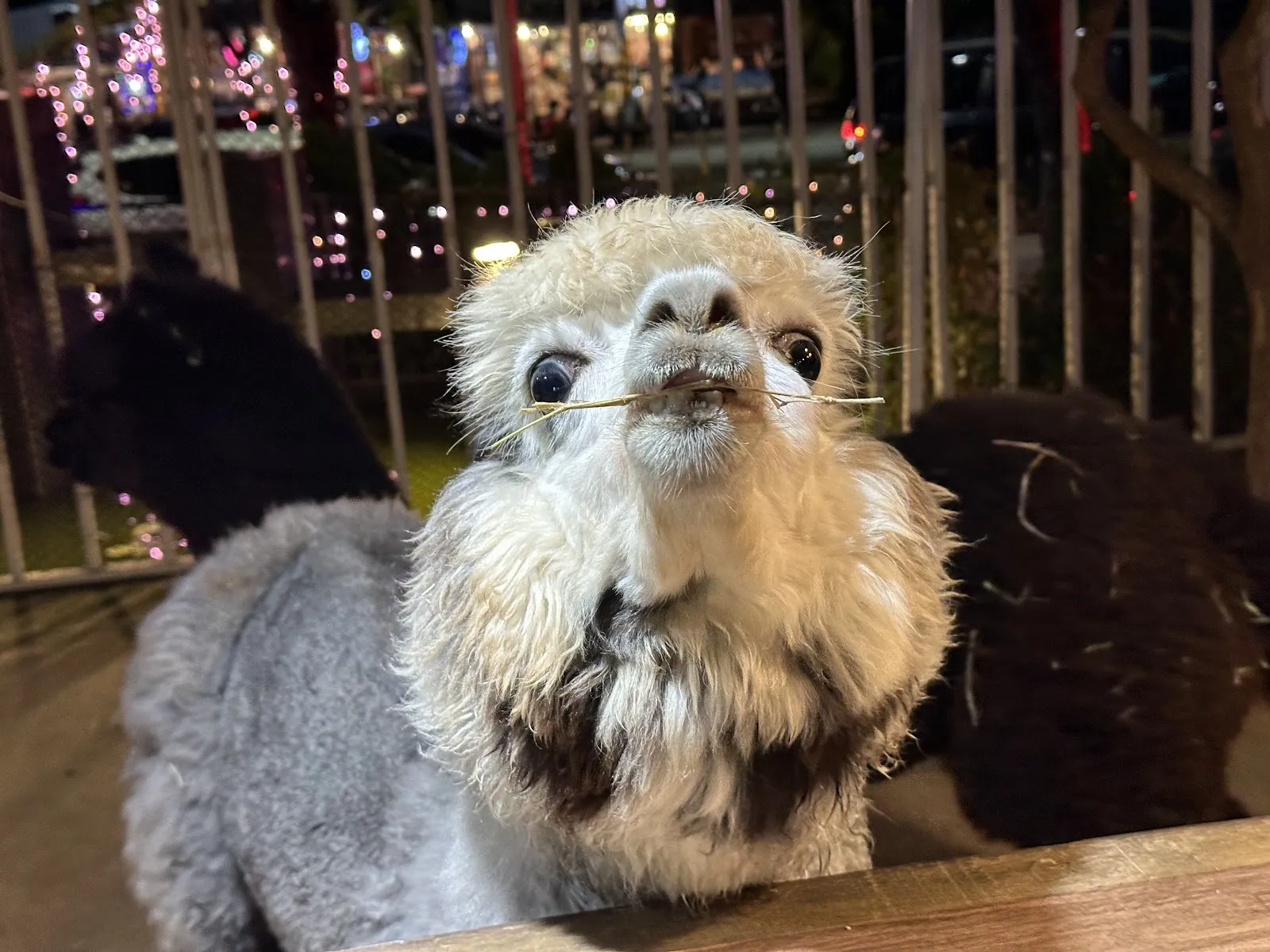 小米蒼都市庭園餐廳