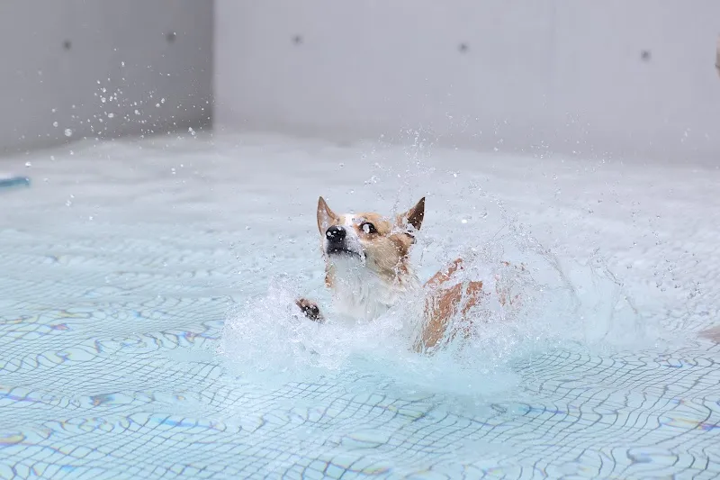 多野樂旅館 Dogether Hotel－寵物友善旅館〡寵物美容〡寵物泳池