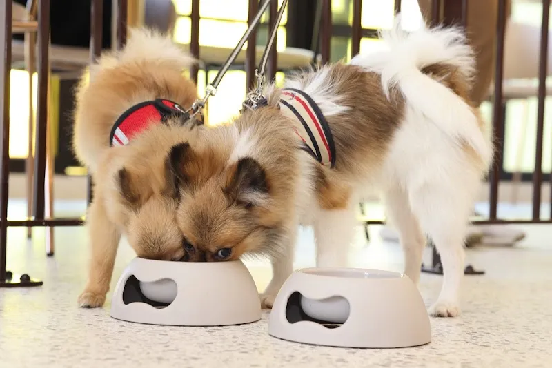 多野樂旅館 Dogether Hotel－寵物友善旅館〡寵物美容〡寵物泳池