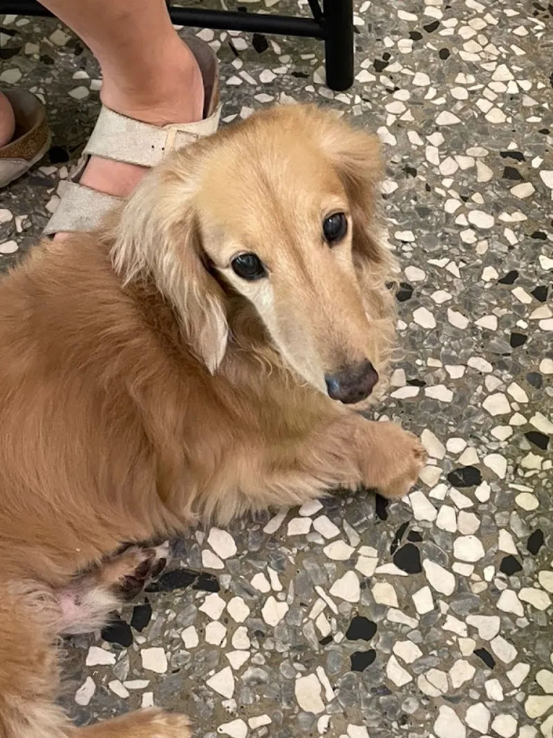 胖屋·胖子手作甜點｜臘腸狗店長｜寵物友善店家