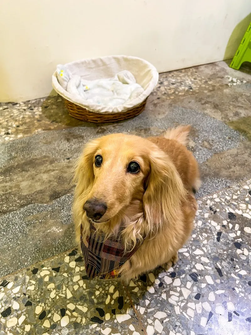 胖屋·胖子手作甜點｜臘腸狗店長｜寵物友善店家