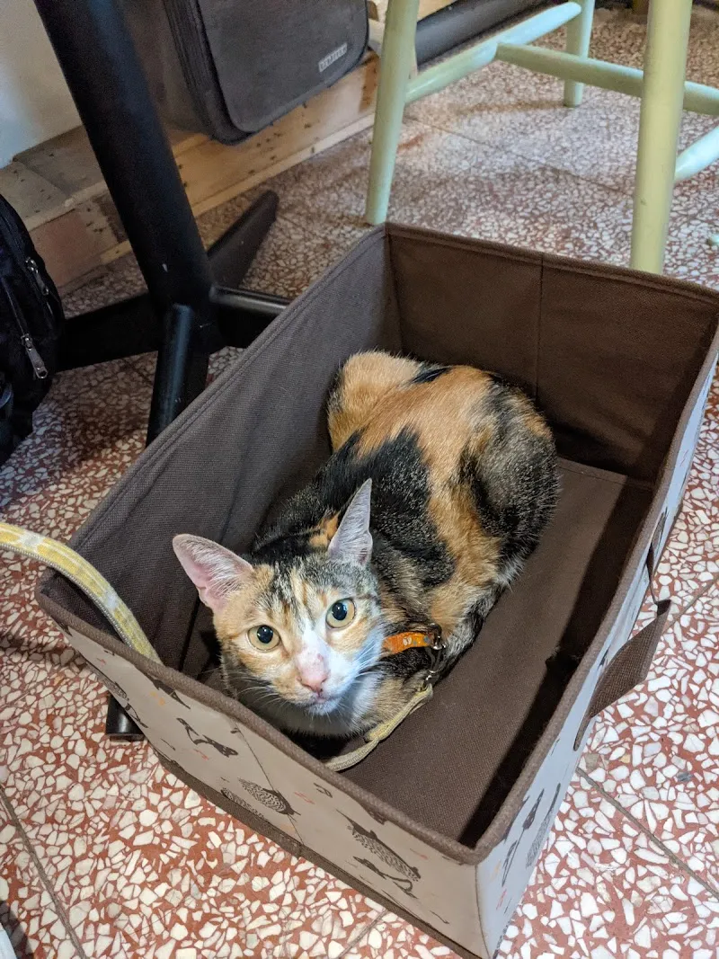 寒咖啡_寵物友善