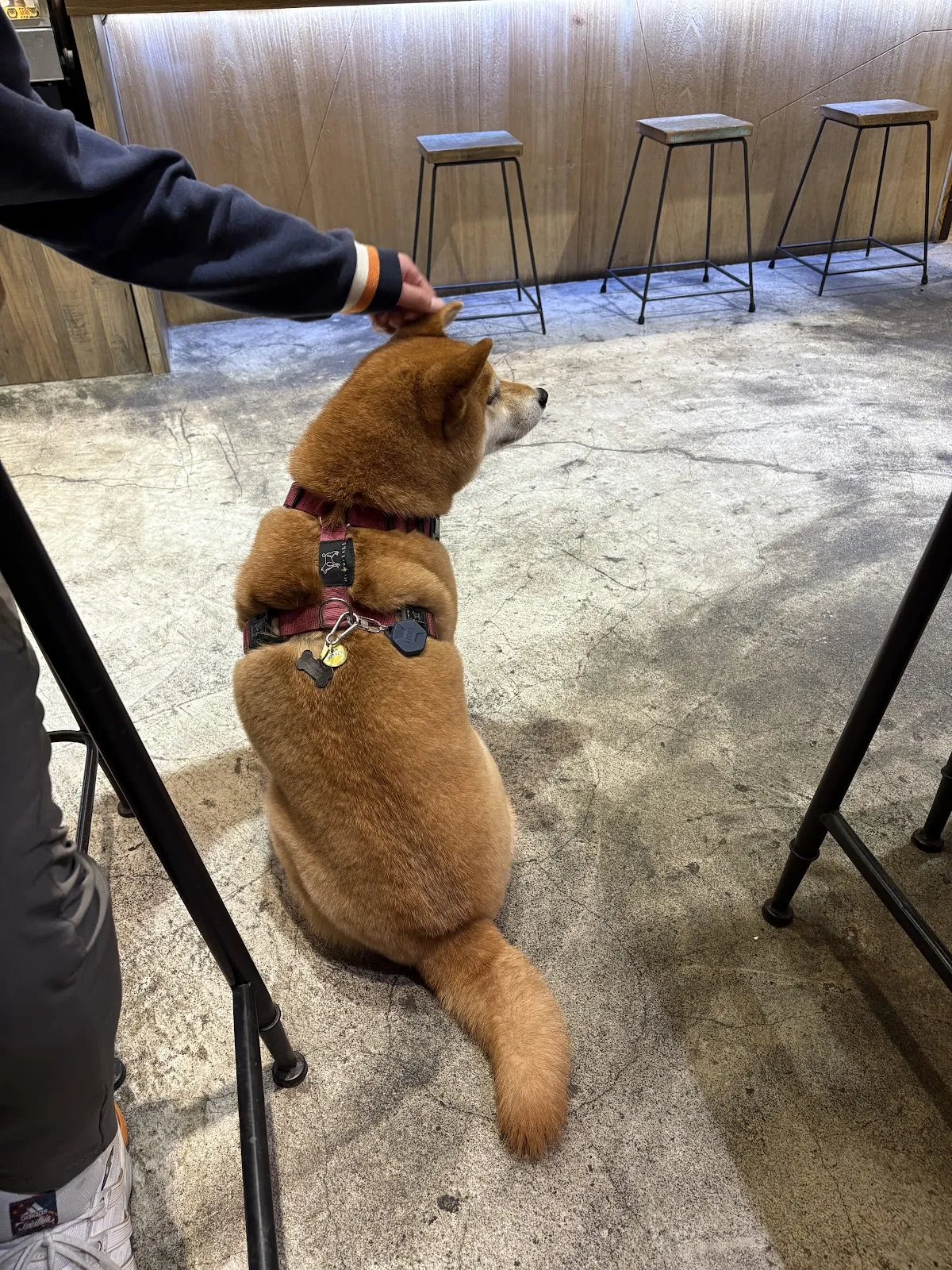 捲尾巴寵物餐廳/可落地放繩跑跑/柴犬餐廳(店狗已退休)