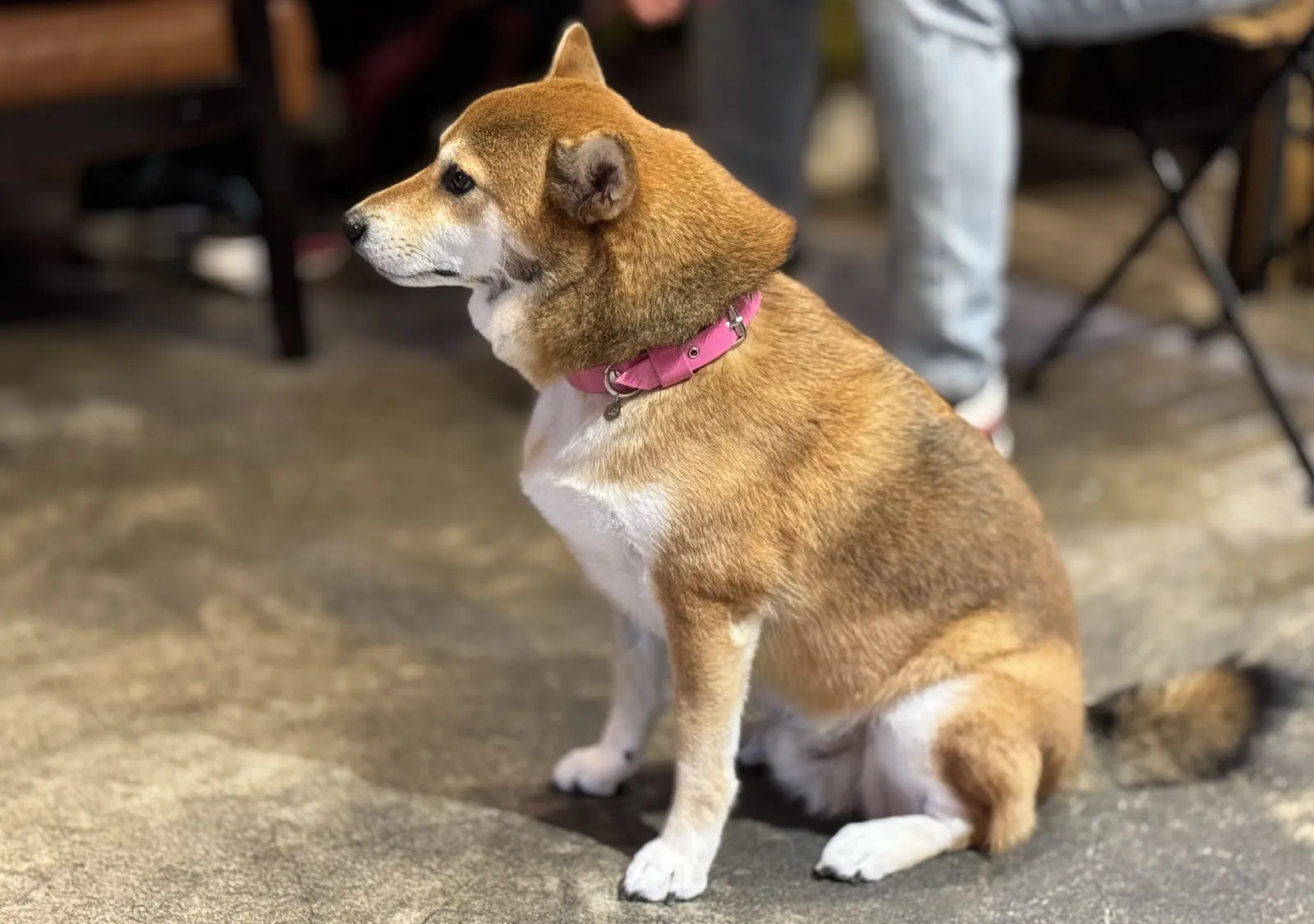捲尾巴寵物餐廳/可落地放繩跑跑/柴犬餐廳(店狗已退休)