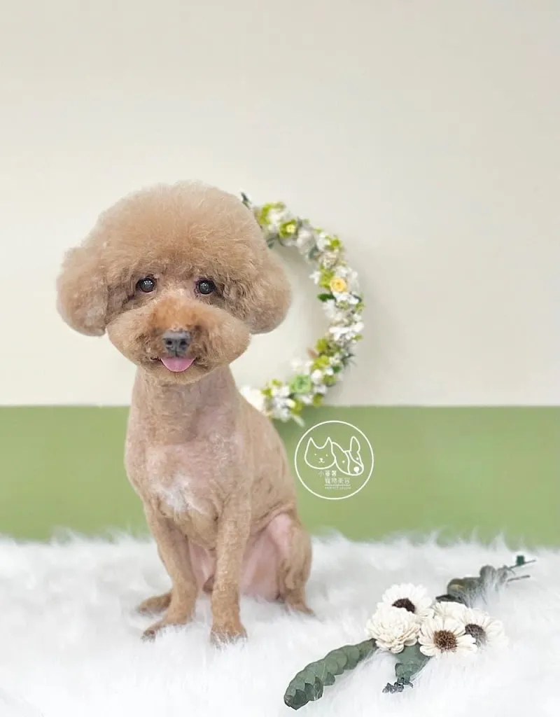 寵物公園(高雄楠梓店) - 專業寵物用品&寵物美容