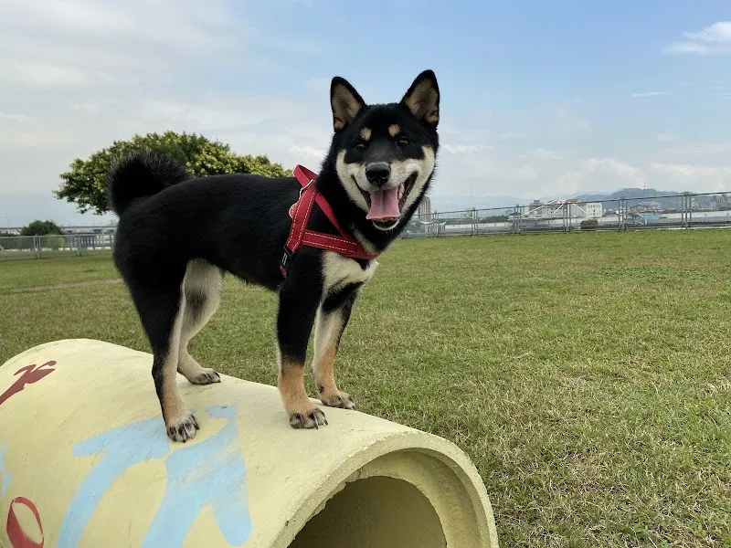 三重寵物公園