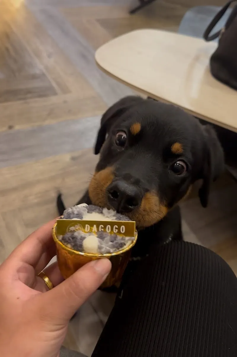 打勾勾人寵慢活會所/客製化寵物蛋糕/寵物友善餐廳/慶生派對/空間出租/寶寶副食品蛋糕/寵物選物