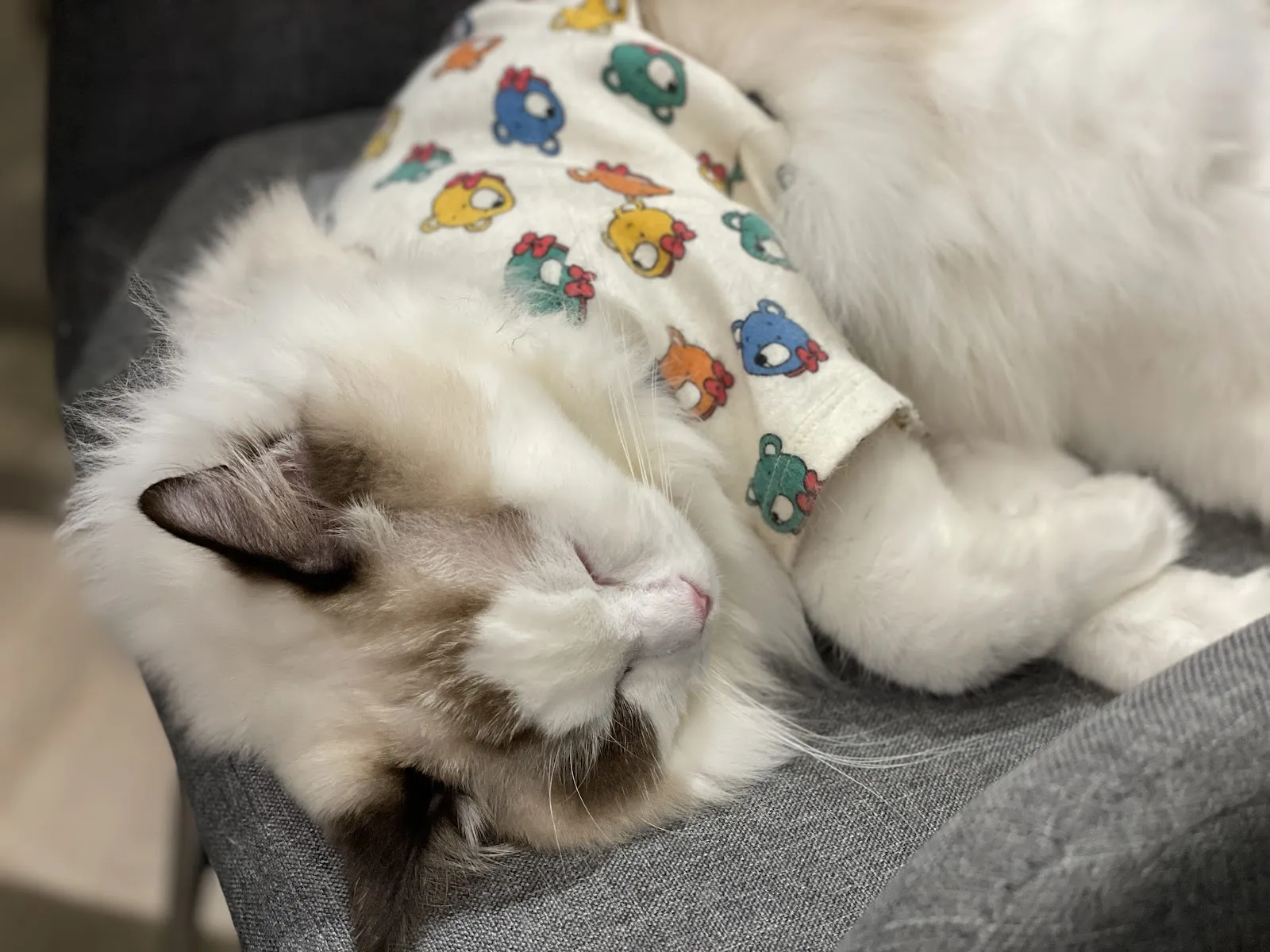 Paws Cafe 寵物友善餐廳-新莊人氣早午餐｜甜點咖啡|寵物餐廳|輕食|餐廳推薦|咖哩| 燉飯| 晚餐 | 貓咪咖啡廳 7/16公休