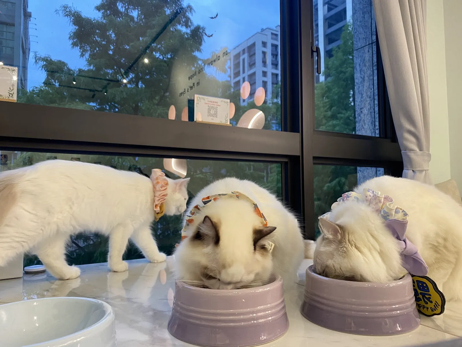 Paws Cafe 寵物友善餐廳-新莊人氣早午餐｜甜點咖啡|寵物餐廳|輕食|餐廳推薦|咖哩| 燉飯| 晚餐 | 貓咪咖啡廳 7/16公休