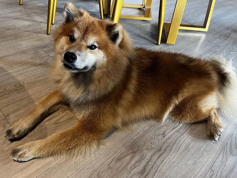 田力力寵物友善咖啡廳