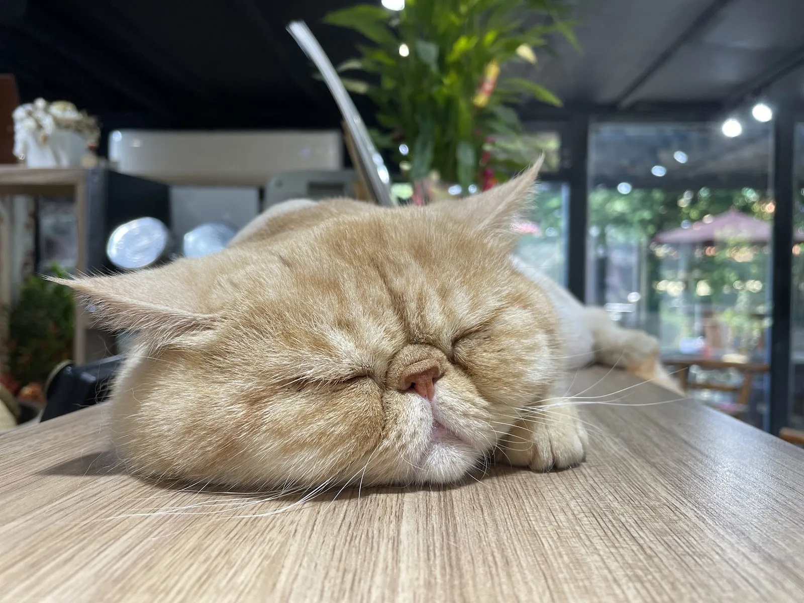 游家肥貓動物友善餐廳