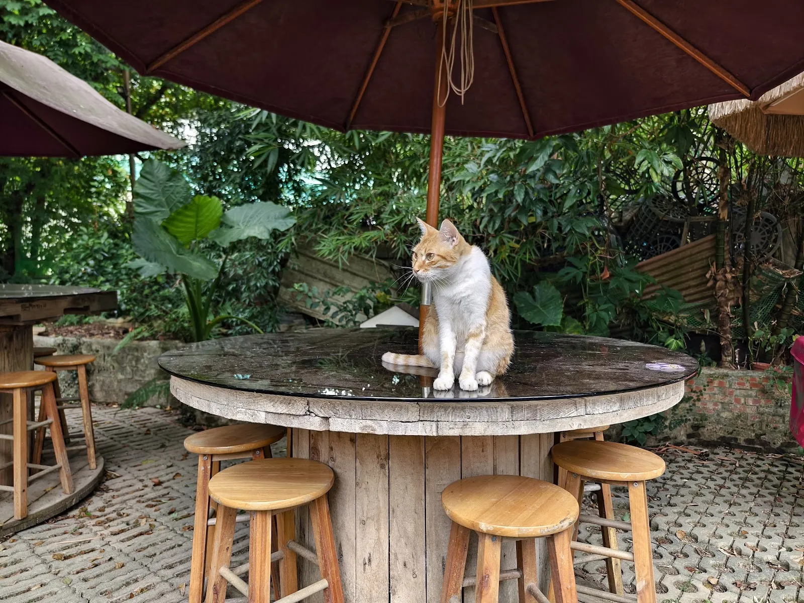 游家肥貓動物友善餐廳