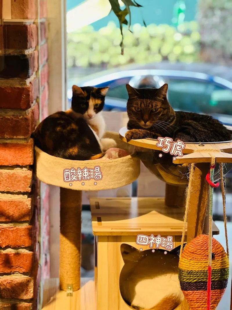 貓老闆 [寵物友善/有插座/義大利麵/燉飯/咖啡］