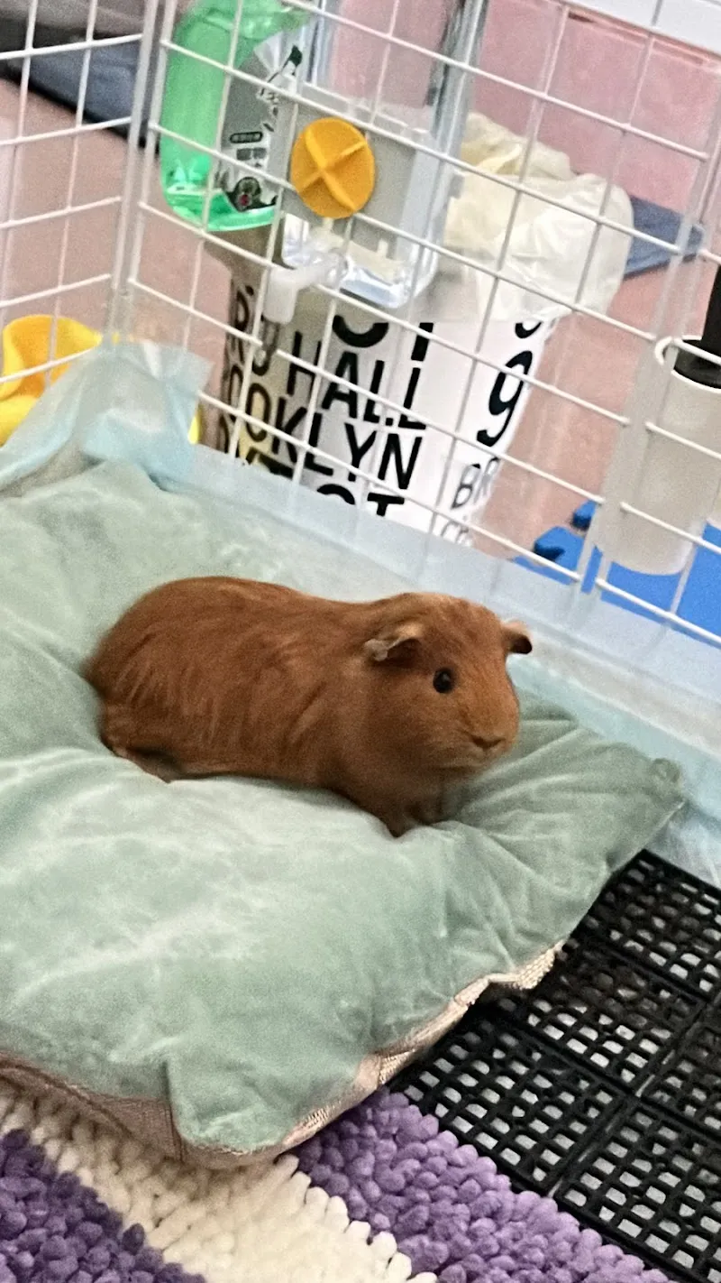 寵物公園(苗栗光復店)