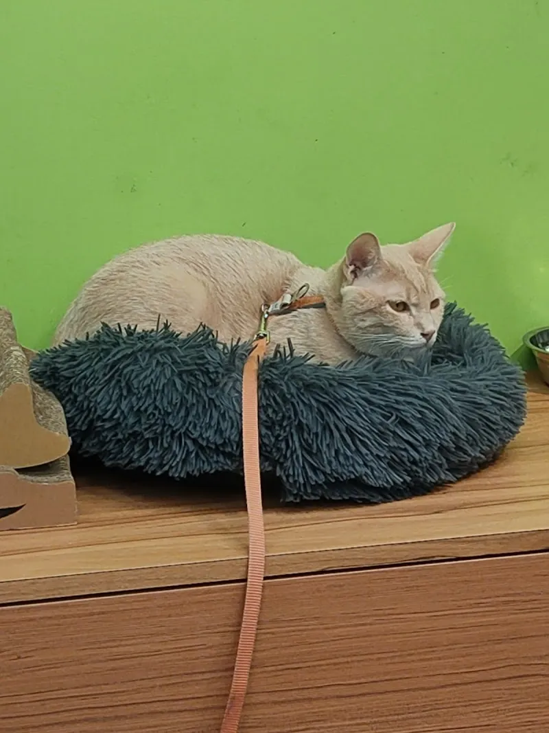 寵物公園(苗栗光復店)