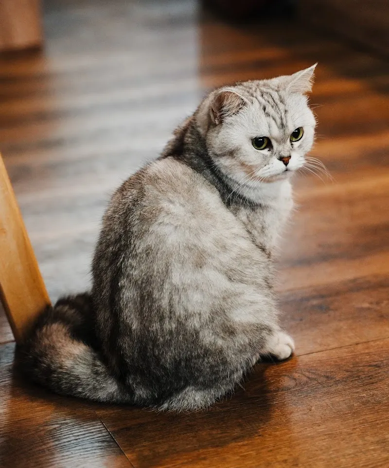 oicafe_tw 台日夫妻の手工甜點｜咖啡｜吉伊卡哇 ｜寵物友善咖啡廳