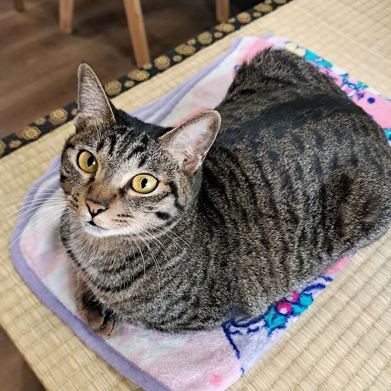 oicafe_tw 台日夫妻の手工甜點｜咖啡｜吉伊卡哇 ｜寵物友善咖啡廳