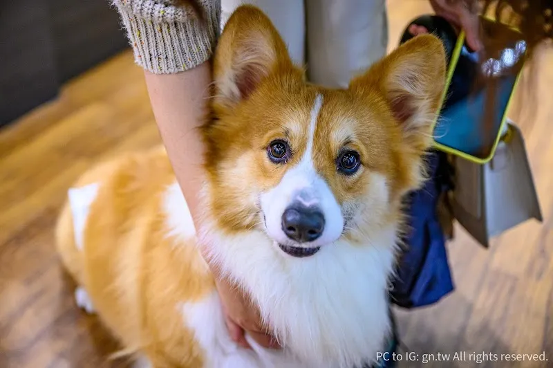 寵物公園(淡北店)