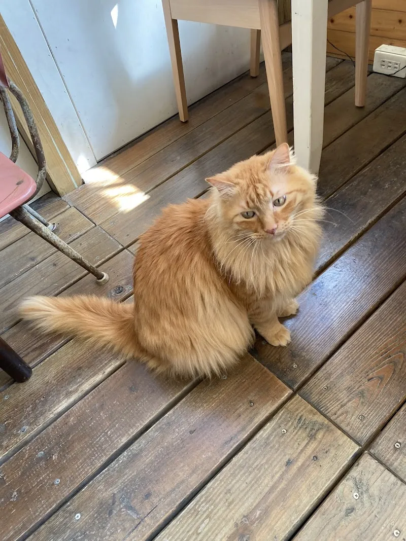 魚式如果-寵物友善咖啡廳餐廳