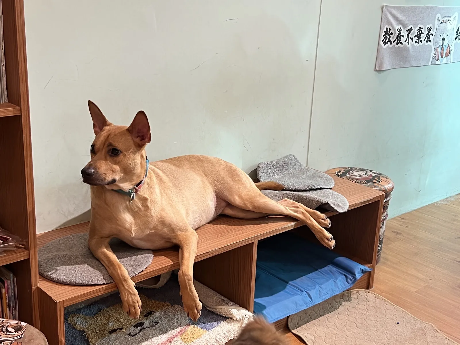 攜旺咖啡&浪浪中途學校