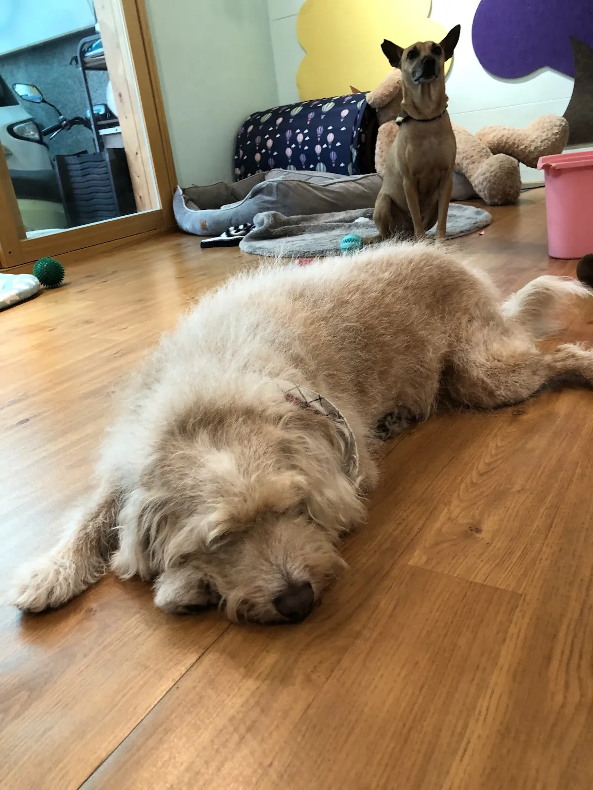 攜旺咖啡&浪浪中途學校