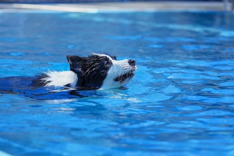 WUGAO遊狗（150公分以下孩童禁止進入泳池區）