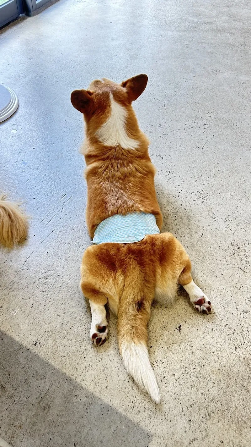 WUGAO遊狗（150公分以下孩童禁止進入泳池區）