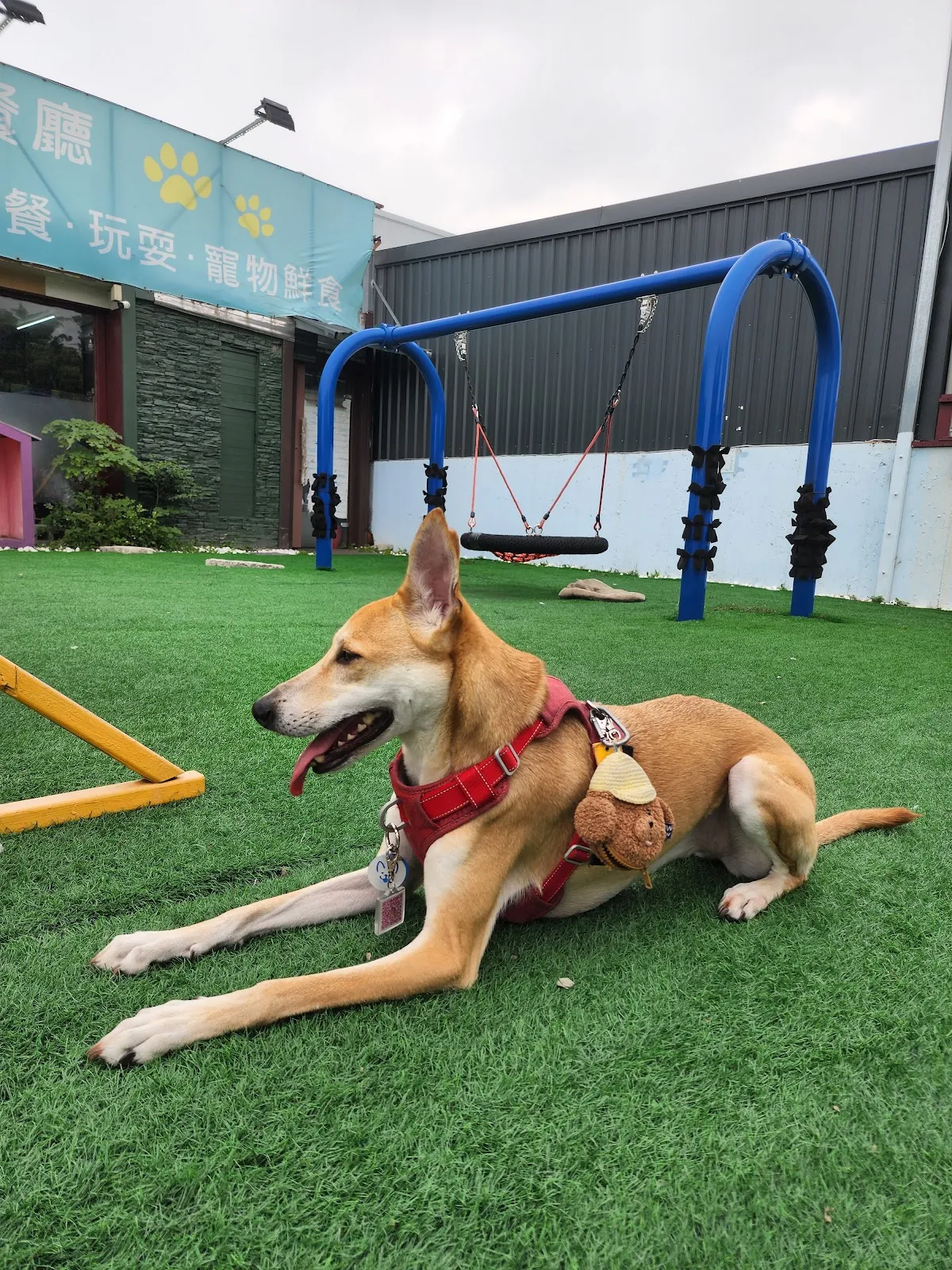 跑吧孩子寵物餐廳《平日僅收包場客（過年連假除外）假日全天開放》《毛孩入場免入場費》《台中寵物餐廳》