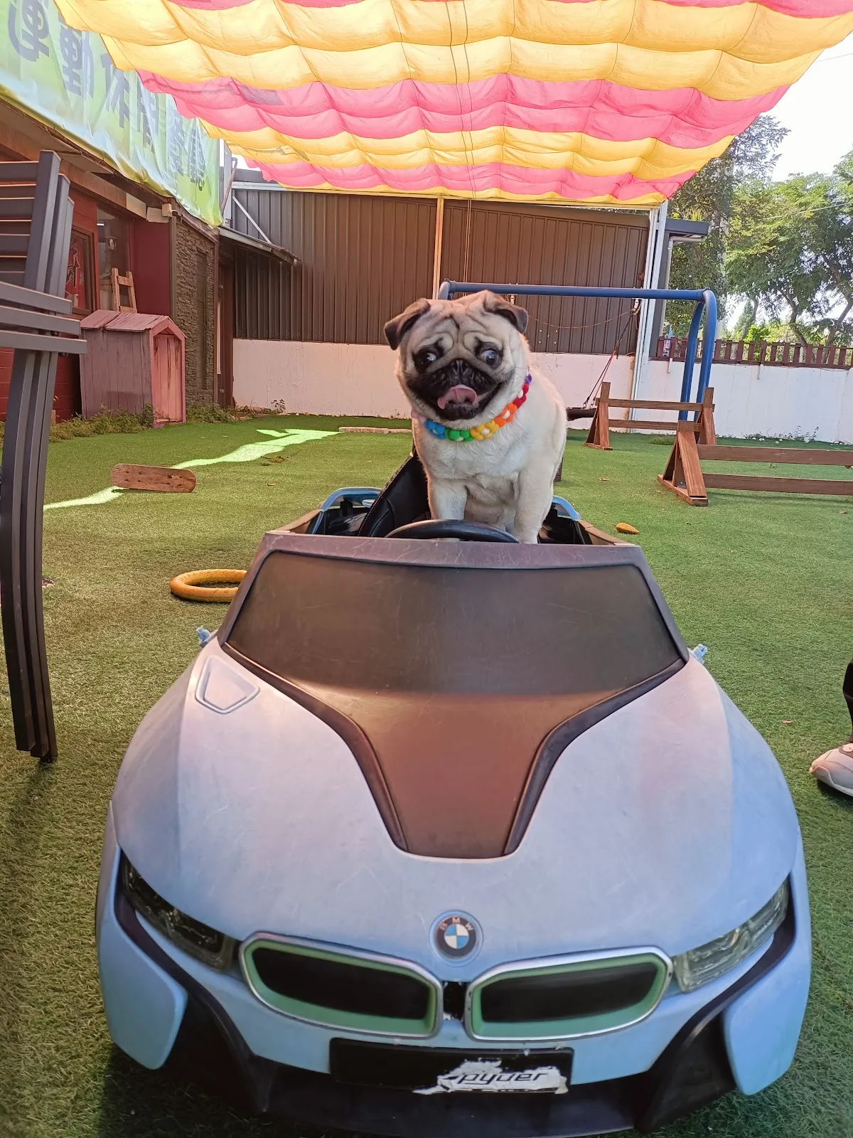 跑吧孩子寵物餐廳《平日僅收包場客（過年連假除外）假日全天開放》《毛孩入場免入場費》《台中寵物餐廳》