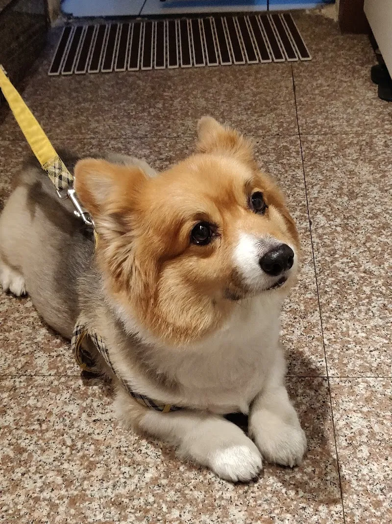 逅（ㄏㄡˋ）巷-咖啡(週四公休)寵物友善/義大利麵/咖哩•丼飯/日式炸豬排