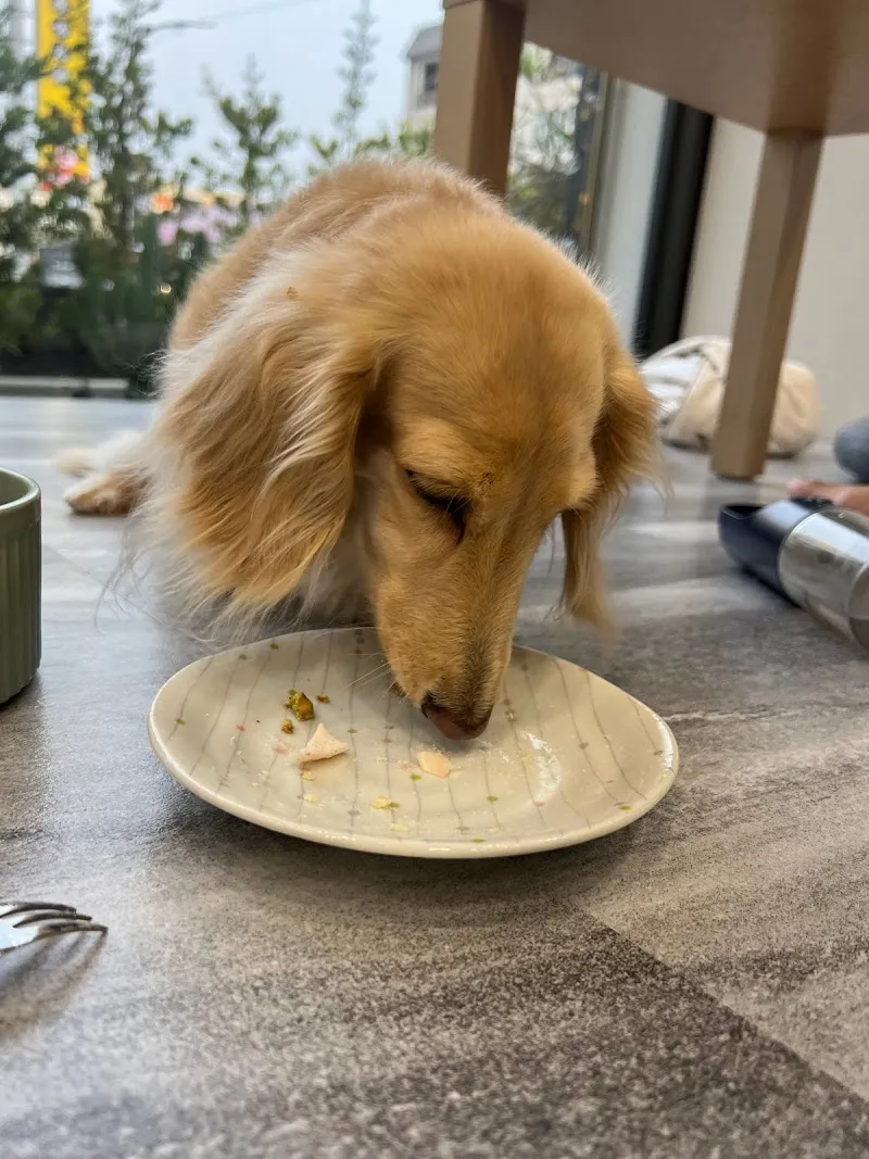 Mugai木蓋寵食｜寵物美食．人寵共食．慶生派對．萌寵交友派對．寵物蛋糕．寵物點心