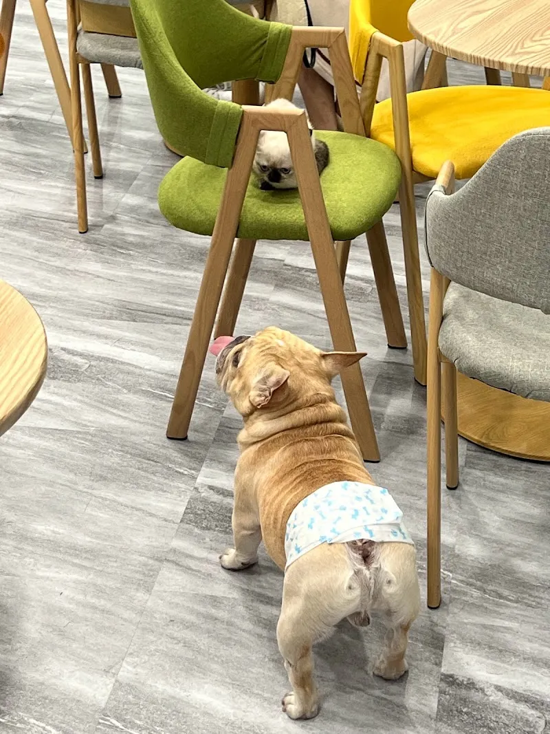 Mugai木蓋寵食｜寵物美食．人寵共食．慶生派對．萌寵交友派對．寵物蛋糕．寵物點心