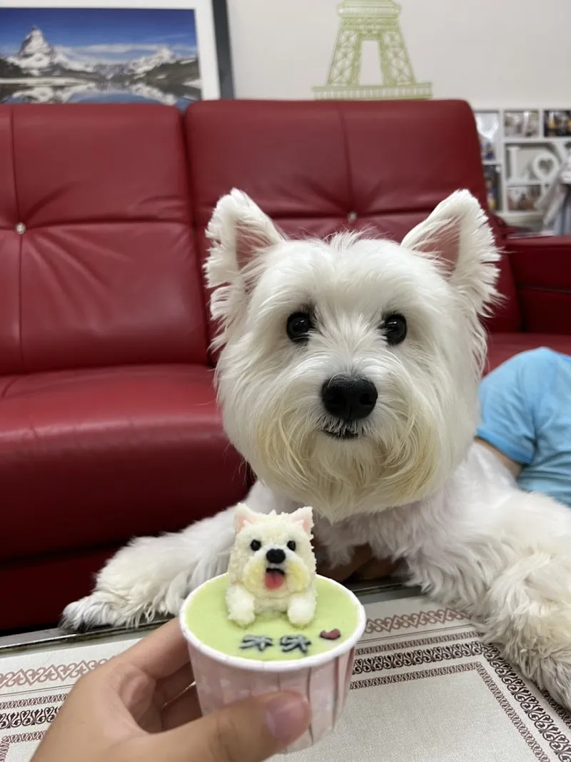 Mugai木蓋寵食｜寵物美食．人寵共食．慶生派對．萌寵交友派對．寵物蛋糕．寵物點心