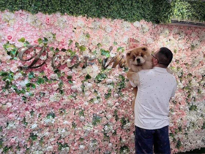 思狗尾寵物餐廳（朵映花花世界）
