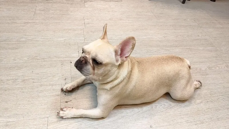 思狗尾寵物餐廳（朵映花花世界）